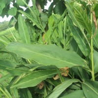 Alpinia galanga (L.) Willd.